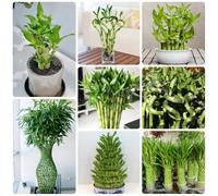 Semi di bambù fortunato - d'appartamento che purificano l'aria prodotti sostenibili decorazione del soggiorno rare vecchie varietà resistenti all'esterno 80pcs