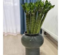 semi di bambù fortunato decorazione interni balcone giardino estremamente resistente riverdimento tetti letto elevato balcone 85pcs