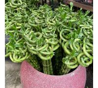 Semi di bambù fortunato, di bambù da giardino Le sempreverdi sono resistenti d'appartamento esotiche 30pcs