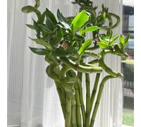 Semi di bambù fortunato - esotiche da interno Bambù fortunato, d'appartamento facili da curare verdi ufficio semi di interno resistenti 55pcs
