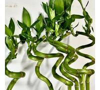 Semi di bambù fortunato, rare Bambù fortunato, semi di bambù, sempreverdi resistenti da balcone da ufficio esotiche interno resistenti per il giardino 50pcs