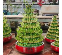 Semi di bambù fortunato, regali di sostenibilità Dracaena sanderiana, resistenti per il giardino d'appartamento che purificano l'aria esotiche 10pcs