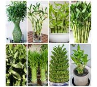Semi di bambù fortunato, resistenti per il giardino d'appartamento che purificano l'aria da balcone semi di da interno vecchie varietà Bambù fortunato 55pcs