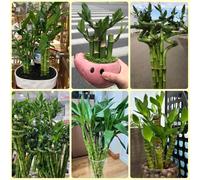 Semi di bambù fortunato, resistenti per il giardino d'appartamento esotiche Le sono perenni 100pcs