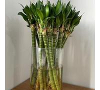 Semi di bambù fortunato, resistenti per il giardino di bambù da giardino Le sono perenni 50pcs