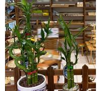 Semi di bambù fortunato, semi di aiuole rialzate di bambù da giardino 10pcs