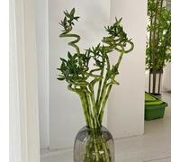 Semi di bambù fortunato, semi di da interno esotiche da balcone bambù, vecchie varietà ufficio d'appartamento che purificano l'aria prodotti sostenibili interno 45pcs