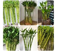 Semi di bambù fortunato - semi di da interno resistenti per il giardino d'appartamento facili curare rare Bambù fortunato, prodotti 50pcs