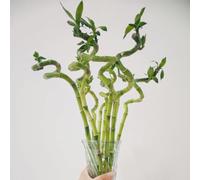 Semi di bambù fortunato - semi di d'appartamento facili da curare sempreverdi resistenti da interno d'appartamento che purificano l'aria decorazione 40pcs