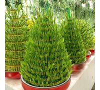 Semi di bambù fortunato, semi di d'appartamento semi di bambù esotiche resistenti 20pcs