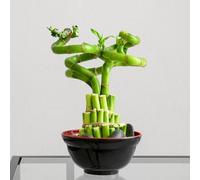 Semi di bambù fortunato - serre da balcone sempreverde, resistente all'inverno da appartamento che purificano l'aria balcone prodotti sostenibili vecchie varietà 90pcs