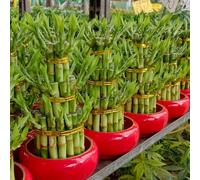 Semi di bambù fortunato - serre da balcone vecchie varietà bambù fortunato per gli amanti del giardino resistenti in vaso da esterno appartamento facili curare 30pcs