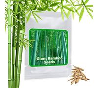 Semi di BAMBU GIGANTE / 60 pezzi/Phyllostachys pubescens Moso "Il re dei bambù"