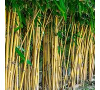 semi di bambù, interno varietà antiche d'appartamento esotici copertura del terreno 100pcs