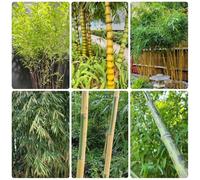 semi di bambù perenni resistenti decorazioni da giardino per esterni esotico da balcone verdi bambù aromatiche giardino prodotti sostenibili resistenti per giardini 70pcs