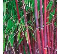 Semi di bambù resistenti a crescita rapida giardino ornamentale resistente all'inverno insolito 400pcs
