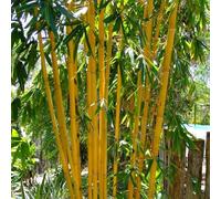 semi di bambù resistenti, re perenni resistenti da balcone interno giardino 40pcs