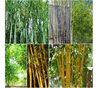 semi di bambù resistenti - semi di giardino bambù decorazione interni balconi esotici resistenti giardino rocce ufficio, banchi elevati balconi 400pcs