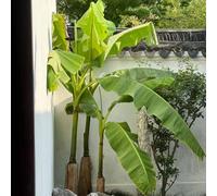 semi di banana - colonnari bonsái banana perenne resistenti banano 25pcs