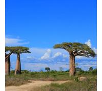 semi di baobab decorativi semi di balcone resistenti per balconi, giardino resistente giardino Le perenne sono 120pcs