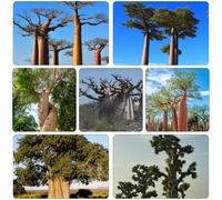 Semi di baobab, in vaso resistente ornamentale giardino esotiche 80pcs