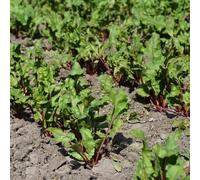 Semi di barbabietola da zucchero, Beta vulgaris, semi di resistenti per il giardino antiche varietà 300pcs