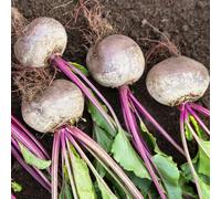 Semi di barbabietola - giardino roccioso giardino decorazione esterna interno resistente copertura del terreno balcone rialzato con letto serre 600pcs