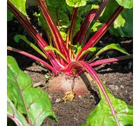 semi di barbabietola rossa balcone serra interna orto biologico resistenti in vaso copertura del terreno decorazioni da giardino per esterni giardino sul balcone vecchie 600pcs