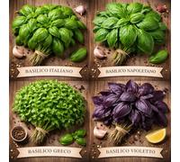 Semi di Basilico 4 Varietà Antiche, Napoletano Greco Italiano Violetto, Profumi Intensi, 3200 Semi