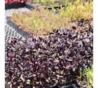 semi di basilico - Aiuole rialzate giardino resistente giardino di selvatiche vaso invernali 1500pcs