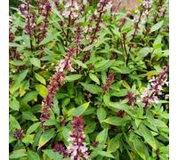 Semi di basilico, balcone del giardino esotici semi di orto sul balcone 500pcs