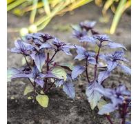 Semi di basilico, balcone del giardino perenni del giardino da balcone resistenti 300pcs