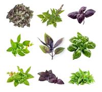 Semi di basilico cespuglioso, da giardino roccioso rare resistenti per il giardino per luoghi soleggiati balcone con aiuola 100pcs