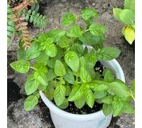 Semi di basilico, culinarie giardino semi di copertura del terreno perenne balcone con lettino 400pcs