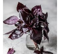 Semi di basilico, da cucina semi da giardino resistenti semi di balcone con lettino 50pcs