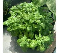 semi di basilico - d'appartamento esotiche semi di basilico Aiuole rialzate giardino ornamentali selvatiche vaso invernali 10pcs
