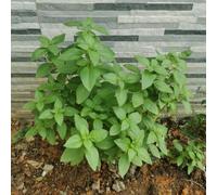 semi di basilico esotiche giardino balcone varietà antiche 1000pcs