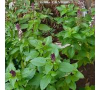 Semi di basilico, esotici semi di antiche varietà da giardino 180pcs