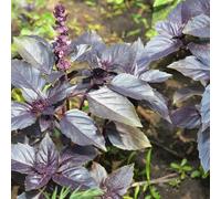 semi di basilico invernale medicinali balcone resistenti giardino cucina decorazione balconi decorativi Copertura 200pcs