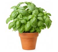 Semi di Basilico Italiano Comune 500 Semi - Pianta Aromatica Profumata, Ideale per Orto, Vaso e Balcone, Perfetta per Cucina, Pesto e Condimenti