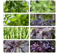 semi di basilico medicinali Copertura perenne resistente giardino rocce Letti elevati giardino selvatico 50pcs