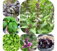 Semi di basilico - medicinali vecchie varietà semi di giardino aromatiche selvatiche aromatiche da cucina raro esotico per giardinieri 700pcs