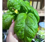 semi di basilico perenne resistente - estremamente balcone 800pcs