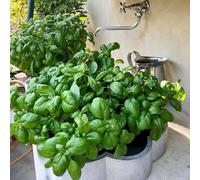semi di basilico perenne resistente - giardino balcone biologici interno coperto dal terreno estremamente 200pcs