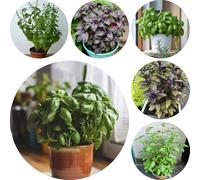 semi di basilico perenni resistenti - rari balcone giardino selvatici 400pcs