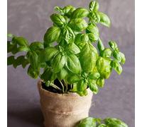 semi di basilico - rare giardino d'appartamento esotiche balcone, varietà antiche copertura del terreno rialzata per interno in vaso 200pcs