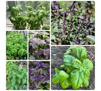 semi di basilico resistente, vecchie varietà decorazione (Ocimum basilicum) aiuole rialzate per giardino 1000pcs