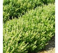 semi di basilico - resistenti per giardini di rocce semi giardino estremamente resistenti balcone riverdimento tetti 300pcs