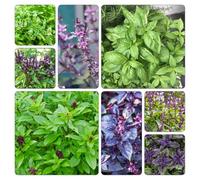 semi di basilico rialzata per interno d'appartamento esotiche la giardino roccioso rare balcone con 225pcs