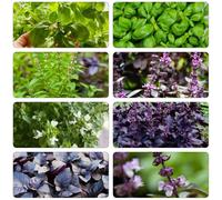 semi di basilico semi di albacca inverno balcone resistenti interni bonsái Copertura perenne resistente 400pcs